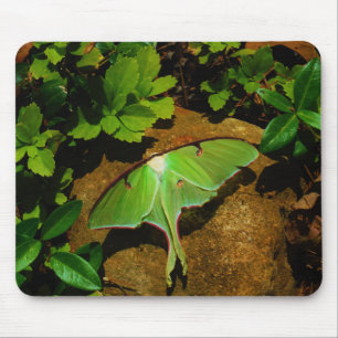 Giant Green Luna moth Mousepad