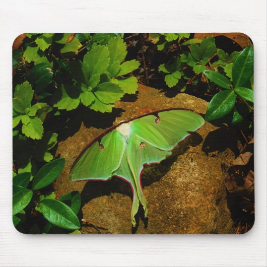 Giant Green Luna moth Mousepad (Vorne)