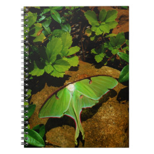 Giant Green Luna moth Notizblock