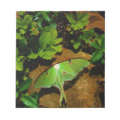 Giant Green Luna moth Notizblock (Vorderseite)