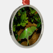 Giant Green Luna moth Ornament Aus Metall (Rechts)