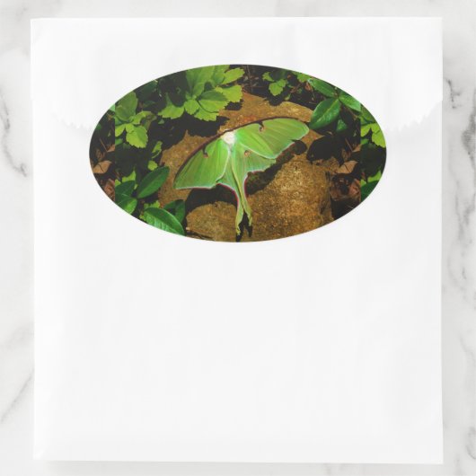 Giant Green Luna moth Ovaler Aufkleber (Tasche)