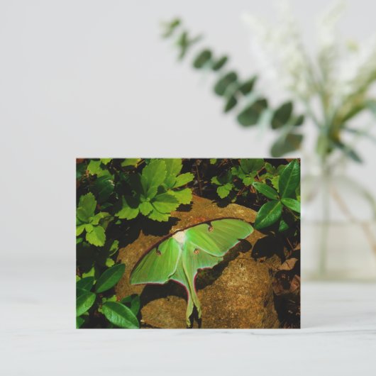 Giant Green Luna moth Postkarte (Stehend Vorderseite)
