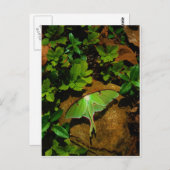 Giant Green Luna moth Postkarte (Vorne/Hinten)