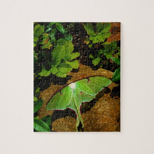 Giant Green Luna moth Puzzle (Vertikal)