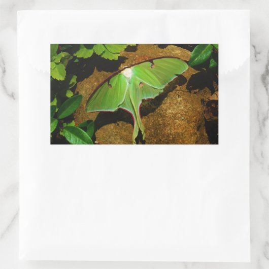 Giant Green Luna moth Rechteckiger Aufkleber (Tasche)