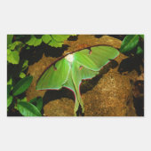 Giant Green Luna moth Rechteckiger Aufkleber (Vorderseite)