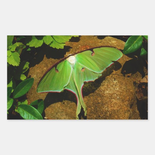 Giant Green Luna moth Rechteckiger Aufkleber (Vorderseite)