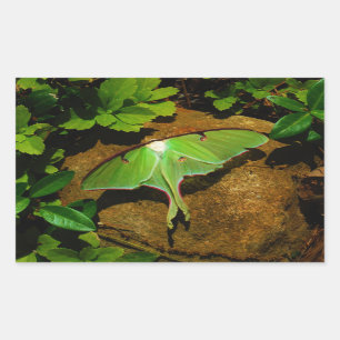 Giant Green Luna moth Rechteckiger Aufkleber