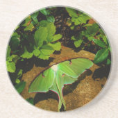 Giant Green Luna moth Untersetzer (Vorne)