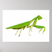 Giant Green Praying Mantis Poster (Vorne)