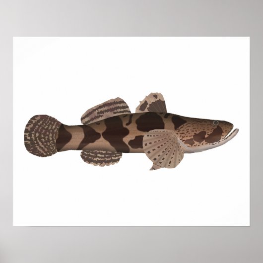 Giant Gudgeon Poster (Vorne)