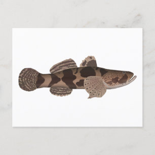 Giant Gudgeon Postkarte