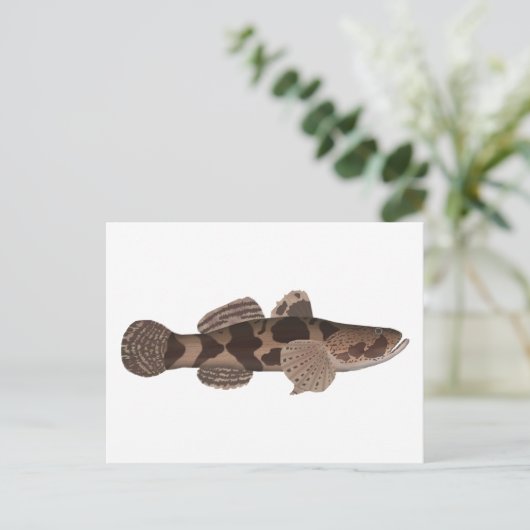 Giant Gudgeon Postkarte (Stehend Vorderseite)