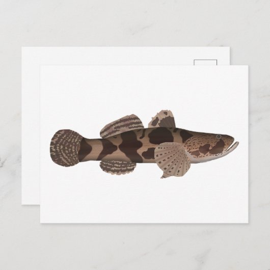 Giant Gudgeon Postkarte (Vorne/Hinten)
