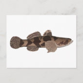Giant Gudgeon Postkarte (Vorderseite)