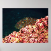 Giant Hawkfish-Galapagos Poster (Vorne)