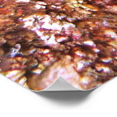 Giant Hawkfish Portrait Poster (Ecke)