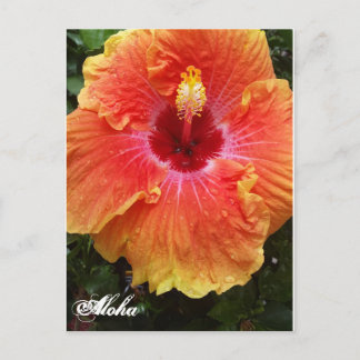 Giant Hibiskus Aloha Postcard Postkarte