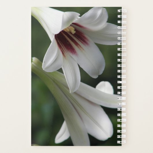 Giant Himalayan Lilies Floral Planer (Rückseite)