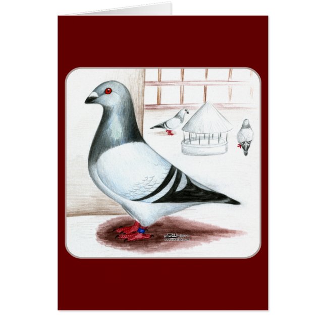 Giant Homer Pigeon 1973 (Vorne)