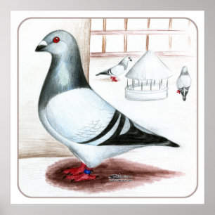 Giant Homer Pigeon 1973 Poster