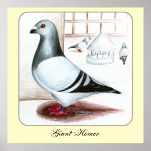 Giant Homer Pigeon 1973 Poster