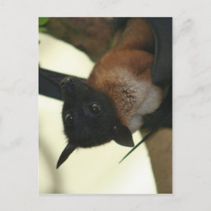 Giant Indian Fruit Bat Postkarte