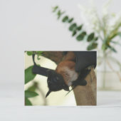 Giant Indian Fruit Bat Postkarte (Stehend Vorderseite)