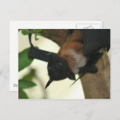 Giant Indian Fruit Bat Postkarte (Vorne/Hinten)