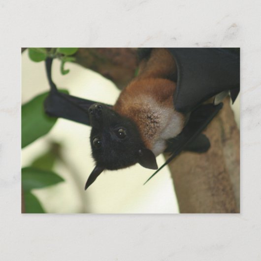 Giant Indian Fruit Bat Postkarte (Vorderseite)