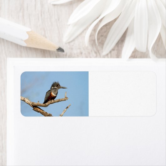 Giant Kingfisher (Insitu)