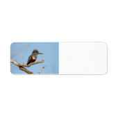 Giant Kingfisher (Vorne)