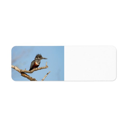 Giant Kingfisher (Vorne)