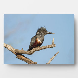 Giant Kingfisher Fotoplatte