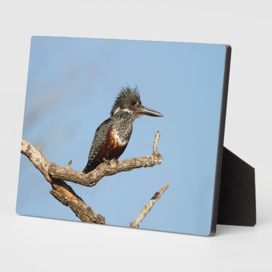Giant Kingfisher Fotoplatte (Seite)