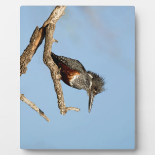 Giant Kingfisher Fotoplatte