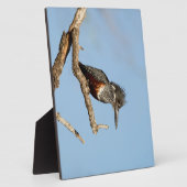 Giant Kingfisher Fotoplatte (Seite)