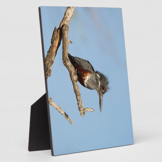 Giant Kingfisher Fotoplatte (Seite)