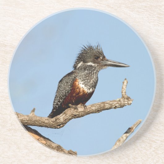 Giant Kingfisher Getränkeuntersetzer (Vorne)