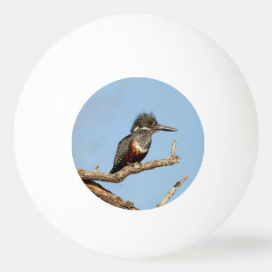 Giant Kingfisher Tischtennisball