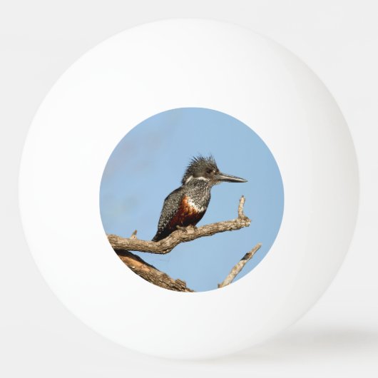 Giant Kingfisher Tischtennisball (Rückseite)