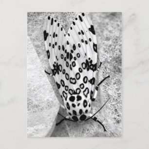 Giant Leopard Moth Postkarte