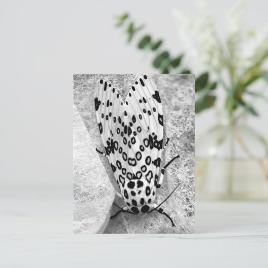 Giant Leopard Moth Postkarte (Stehend Vorderseite)