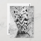 Giant Leopard Moth Postkarte (Vorne/Hinten)