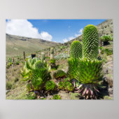 Giant Lobelia (Lobelia Deckenii) In Mount Kenya Poster (Vorne)