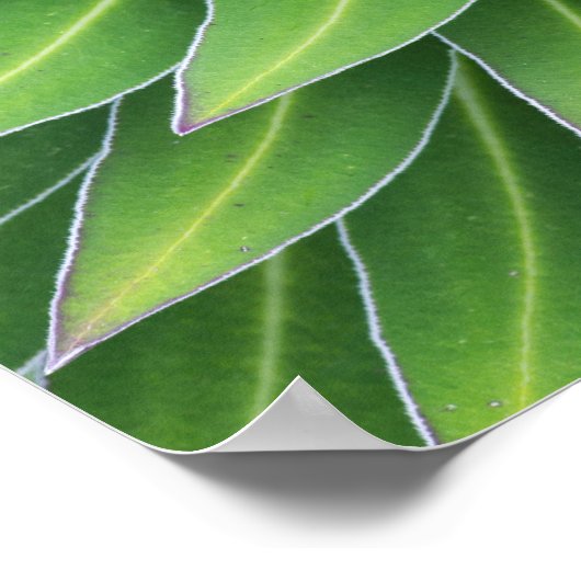 Giant Lobelia | Mount Kenya National Park, Kenya Poster (Ecke)