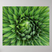 Giant Lobelia | Mount Kenya National Park, Kenya Poster (Vorne)