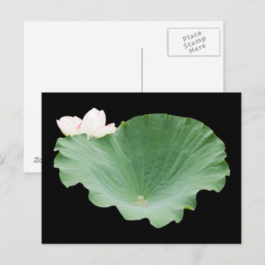 Giant Lotus Leaf mit Bloom Postkarte (Vorne/Hinten)