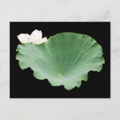 Giant Lotus Leaf mit Bloom Postkarte (Vorderseite)